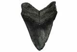 Fossil Megalodon Tooth - South Carolina #345809-1